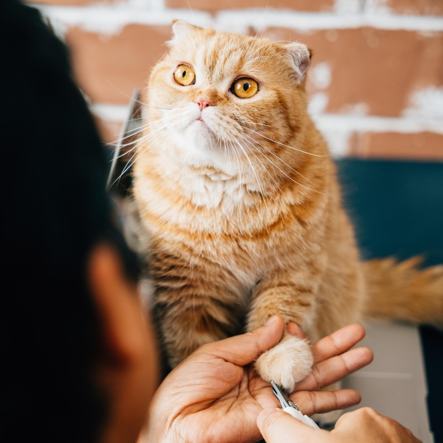 Happy Toozey HT04 Paslanmaz Çelik Kedi Köpek Tırnak Makası - 2